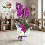 Gönül Esintisi - Mor Orkide & Gerbera Aranjmanı Gönül Esintisi - Mor Orkide & Gerbera Aranjmanı